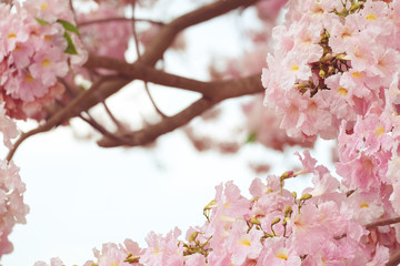 Blurred pink blooming tabebuya flower field. soft focus background.vintage tone.