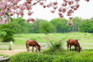 Naklejka premium Two brown horse eating grass in blooming flower field.