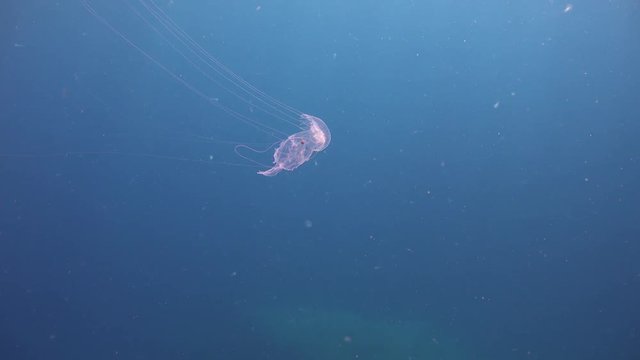 Sanderia malayensis swims with sea salp in the tentacles 
