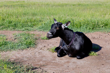 Obraz na płótnie Canvas Black Female Goat resting in paddock