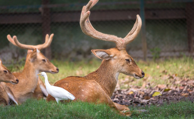 Indian deer at a safari park