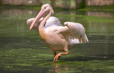 Great White Pelican wades through water