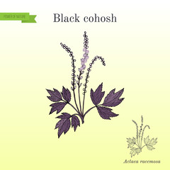 Black cohosh Actaea racemosa or bugbane, medicinal plant. Hand drawn botanical vector illustration