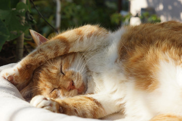 Fototapeta na wymiar 眠る茶猫