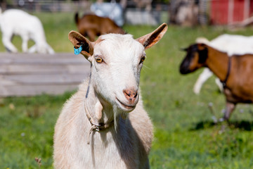 Head shot of white female goat standing in paddock