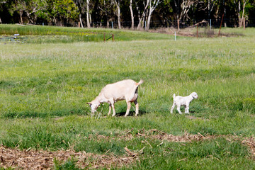 Obraz na płótnie Canvas Young white kid goat with dam mother grazing in grassy paddock