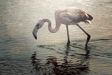 A young flamingo raised his head from the water