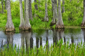 cypress stumps sticking out of the water in the swamp