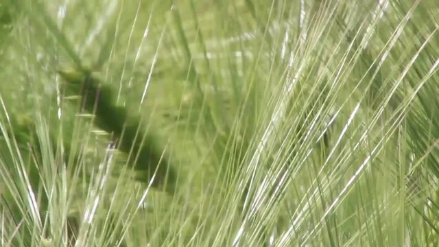 Frumento spighe di grano nei campi coltivati che ondeggiano al vento