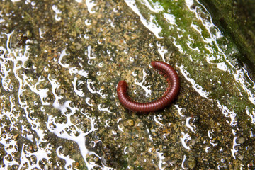 close up millipede
