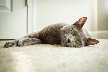 Russian blue cat
