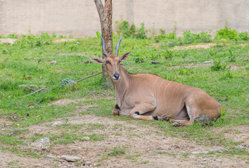 Eland antelope in a zoo