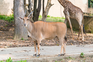 Eland antelope in a zoo
