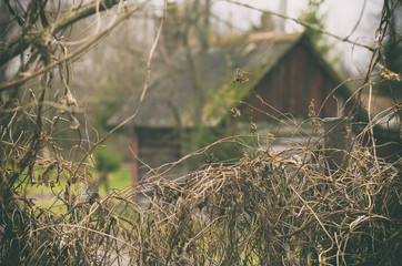 Dry branches of a bush and rural log house on blurred background