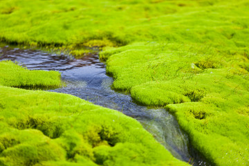 Iceland Small River Stream with green moss