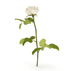 White rose isolated on bright. 3D illustration