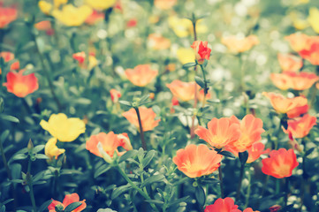 Obraz premium Common Purslane orange and yellow flower spring background