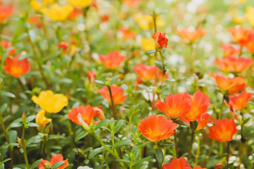 Fototapeta na wymiar Common Purslane orange and yellow flower spring background