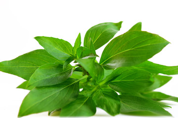 Basil leaf isolated on white background