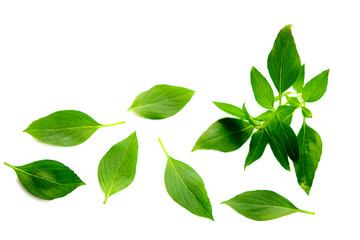 Naklejka na ściany i meble Basil leaf isolated on white background