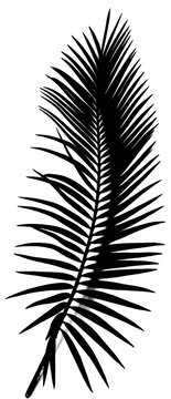 feuille de palmier sagoutier en noir et blanc