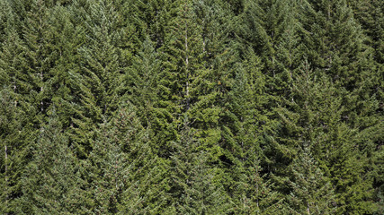 Isolated View of Pine Tree Forest, No Sky, Daytime - Willamette Valley, Oregon
