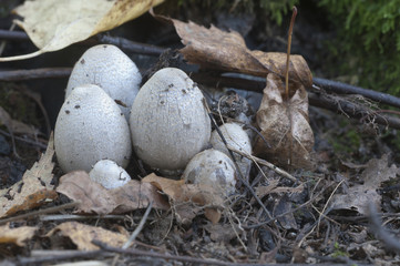 Coprinus atramentarius mushrooms