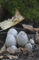 Coprinus atramentarius mushrooms
