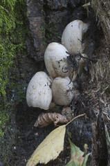 Coprinus atramentarius mushrooms