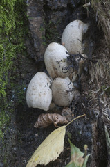 Obraz premium Coprinus atramentarius mushrooms