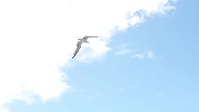 Seagull flying very close to camera in slow motion.