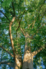 常緑樹, エコロジーイメージ