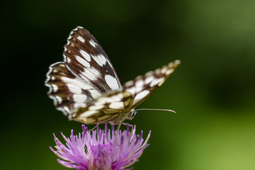 portrait marbled white (melanargia galathea) butterfly violet thistle flower