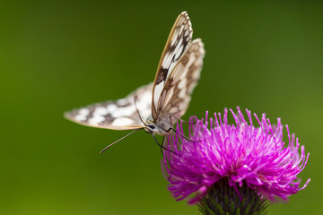macro marbled white (melanargia galathea) butterfly violet flower thistle