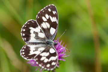 top view marbled white (melanargia galathea) butterfly violet thistle flower