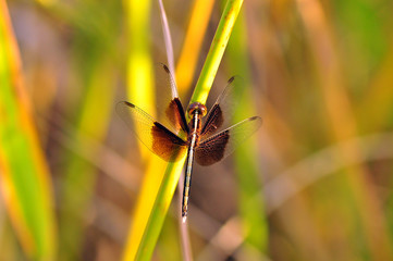 Close up Brown Dragonfly in nature