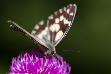 detailed view marbled white (melanargia galathea) butterfly violet thistle flower