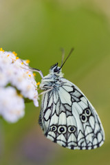 side view macro marbled white (melanargia galathea) butterfly white bloom