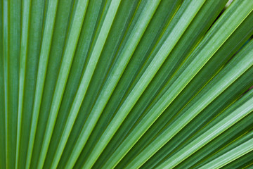 Close up pattern line and texture of palm leaves background. Palm is . largest family (secondary to grass) in terms of number of species. There are more than 210 species of 3,800 species.