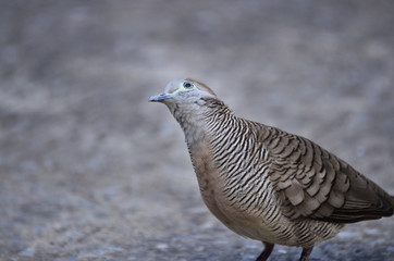 Pigeon portrait (Selective focus) in the city