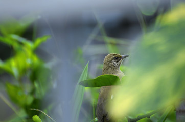 Bird portrait (Selective focus) in the garden