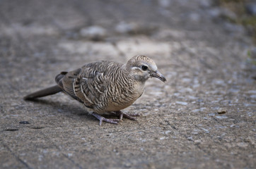 Pigeon portrait (Selective focus) in the city