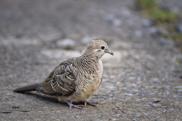 Pigeon portrait (Selective focus) in the city