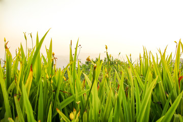 Landscape with grass and mountains