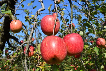 真っ赤なリンゴ