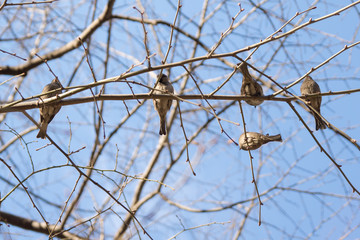Sparrow birds