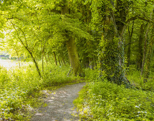 idyllic forest scenery