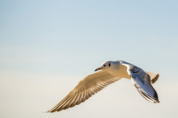 Lachmöwe beim Flug