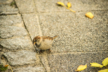 Haussperling in einer Fußgängerzone
