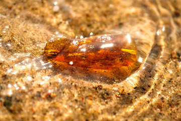 Bernstein in der Brandung am Ostseestrand